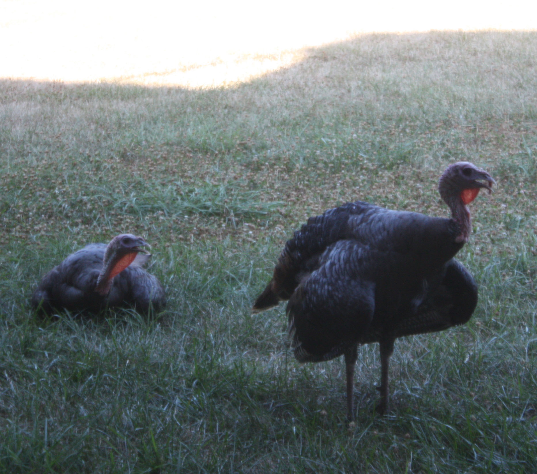 Turkeys in the shade